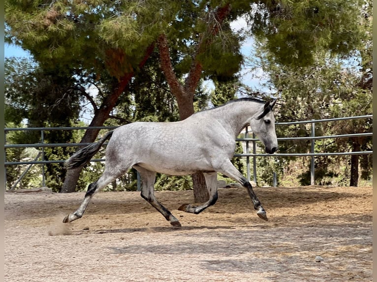 PRE Étalon 1 Année 160 cm Champagne in Archena