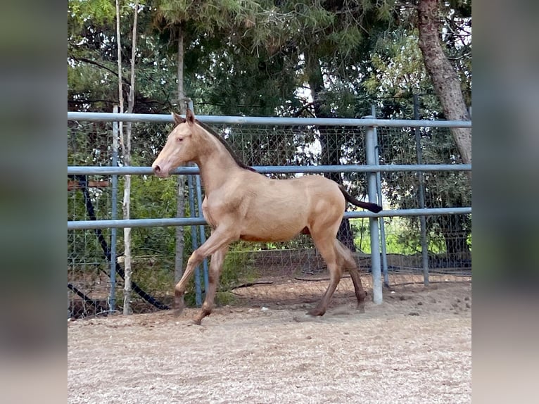 PRE Étalon 1 Année 160 cm Champagne in Archena