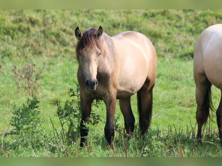 PRE Étalon 1 Année 160 cm Gris (bai-dun) in Bibertal