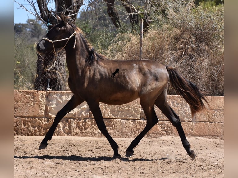 PRE Étalon 1 Année 160 cm Noir in Mallorca