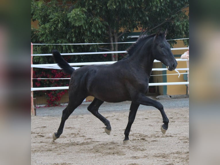 PRE Croisé Étalon 1 Année 160 cm Noir in Los Rosales PRE Croisé Étalon 1 Année 160 cm Noir in Los Rosales