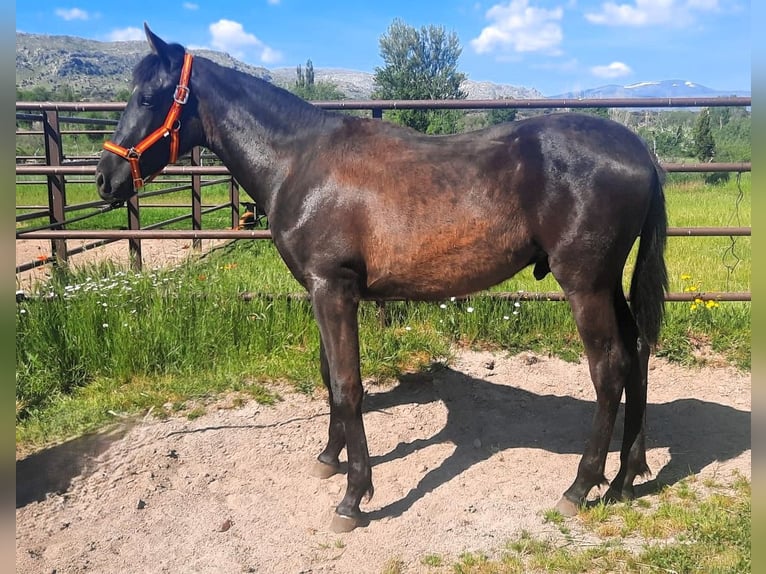 PRE Étalon 1 Année 160 cm Noir in Palacio