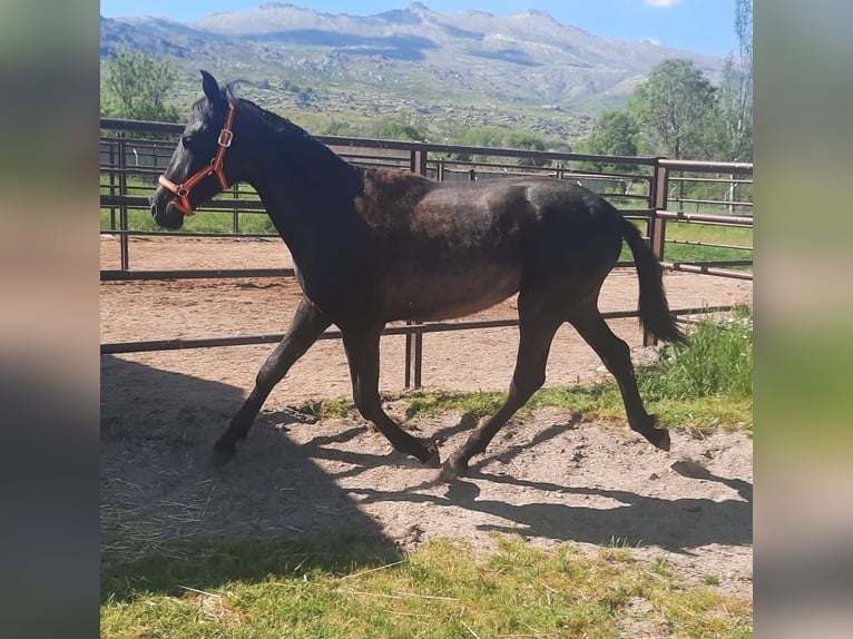 PRE Étalon 1 Année 160 cm Noir in Palacio
