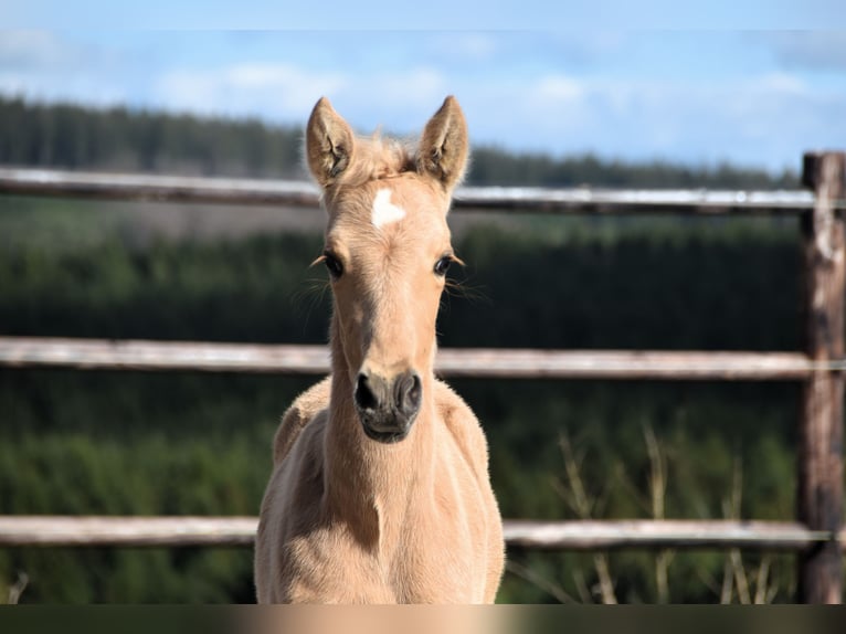 PRE Étalon 1 Année 160 cm Palomino in Dochamps