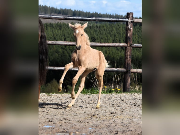 PRE Étalon 1 Année 160 cm Palomino in Dochamps