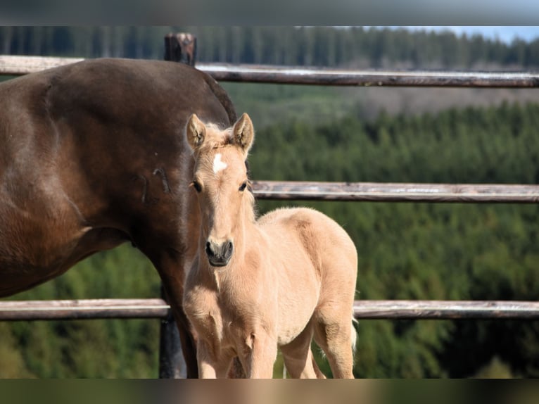 PRE Étalon 1 Année 160 cm Palomino in Dochamps