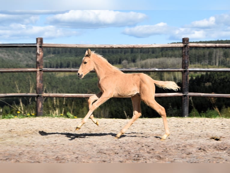 PRE Étalon 1 Année 160 cm Palomino in Dochamps