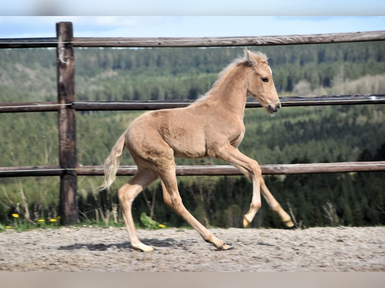 PRE Étalon 1 Année 160 cm Palomino in Dochamps