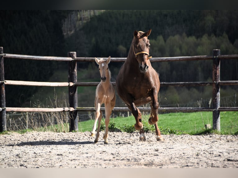 PRE Étalon 1 Année 160 cm Palomino in Dochamps