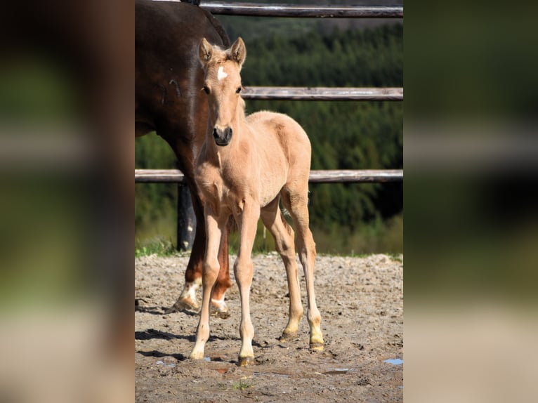 PRE Étalon 1 Année 160 cm Palomino in Dochamps