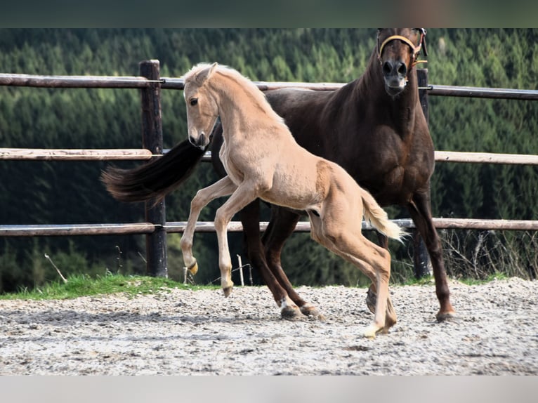 PRE Étalon 1 Année 160 cm Palomino in Dochamps