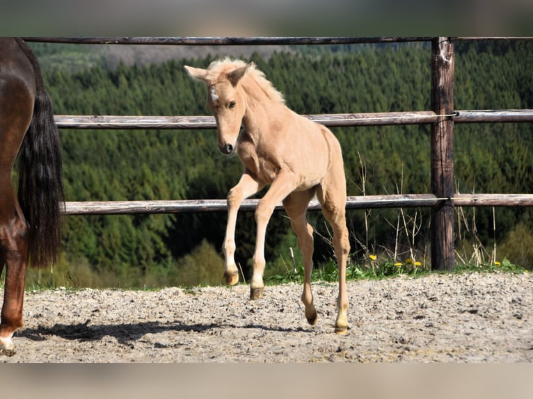 PRE Étalon 1 Année 160 cm Palomino in Dochamps