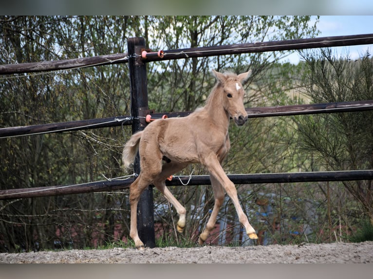 PRE Étalon 1 Année 160 cm Palomino in Dochamps