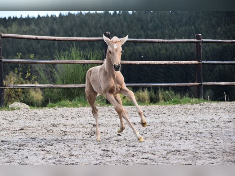 PRE Étalon 1 Année 160 cm Palomino in Dochamps