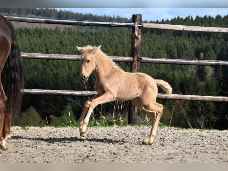 PRE Étalon 1 Année 160 cm Palomino in Dochamps