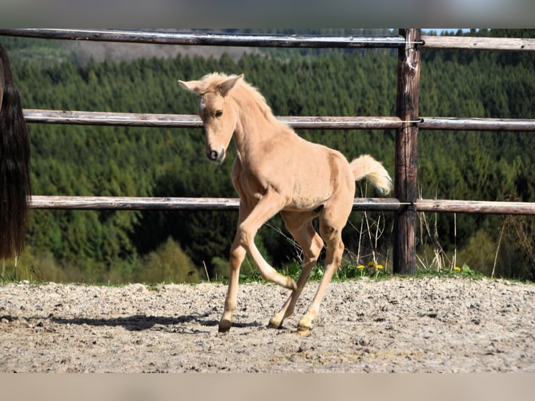 PRE Étalon 1 Année 160 cm Palomino in Dochamps