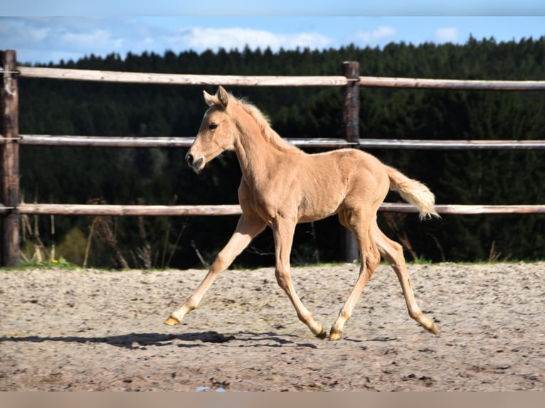 PRE Étalon 1 Année 160 cm Palomino in Dochamps