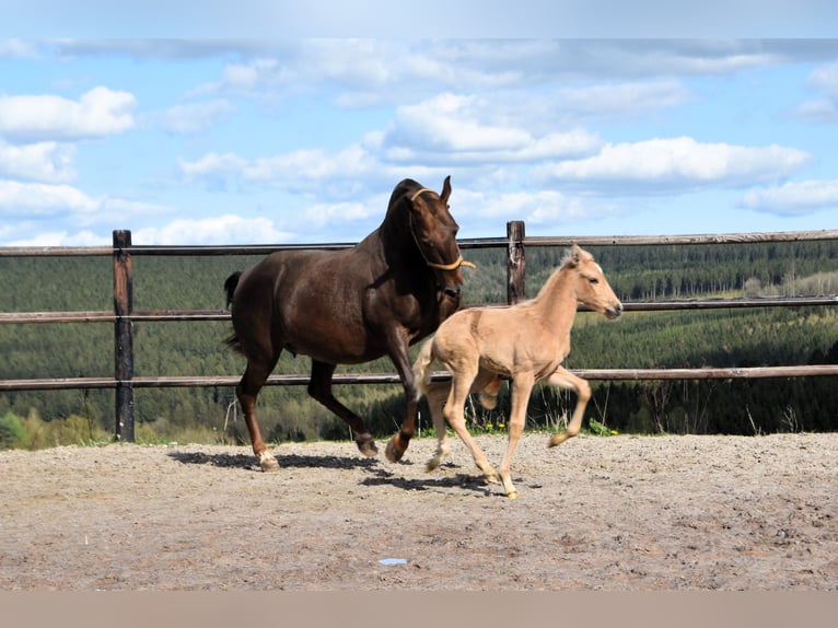 PRE Étalon 1 Année 160 cm Palomino in Dochamps