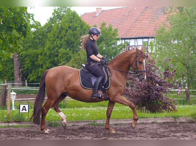 PRE Étalon 1 Année 160 cm Palomino in Südharz