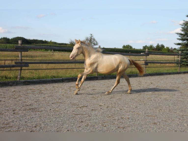 PRE Croisé Étalon 1 Année 160 cm Perlino in Balingen