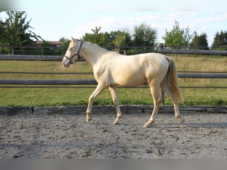 PRE Croisé Étalon 1 Année 160 cm Perlino in Balingen