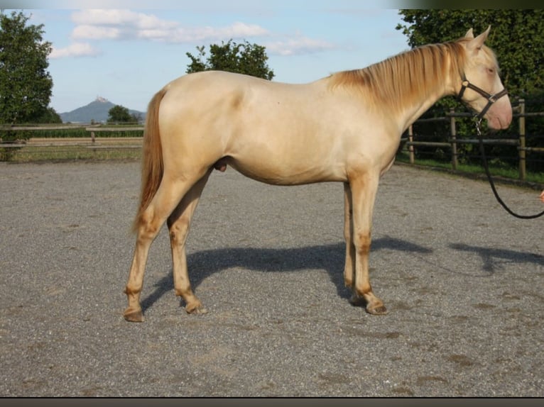 PRE Croisé Étalon 1 Année 160 cm Perlino in Balingen