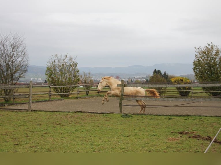 PRE Croisé Étalon 1 Année 160 cm Perlino in Balingen