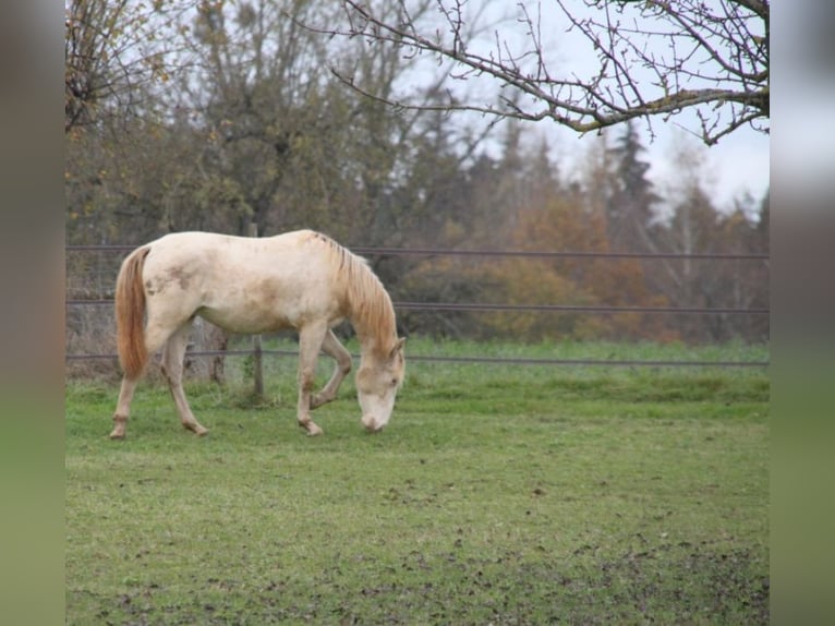 PRE Croisé Étalon 1 Année 160 cm Perlino in Balingen