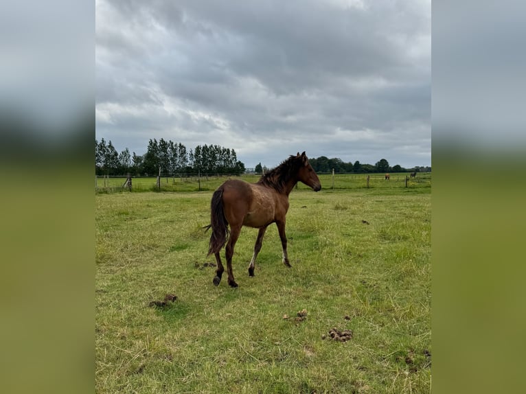 PRE Étalon 1 Année 161 cm Bai in Ranst