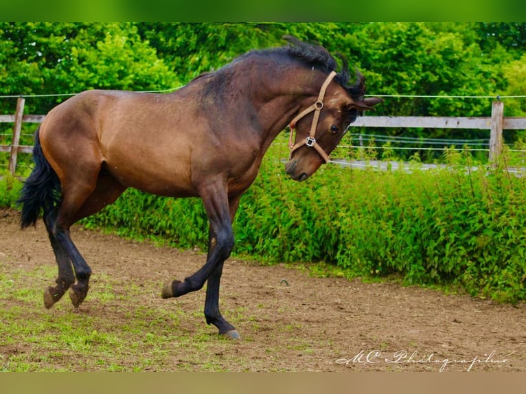 PRE Croisé Étalon 1 Année 162 cm Bai in Brandis