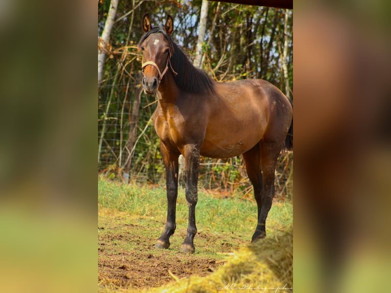 PRE Croisé Étalon 1 Année 162 cm Bai in Brandis