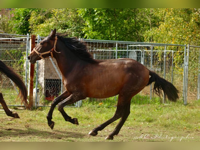 PRE Croisé Étalon 1 Année 162 cm Bai in Brandis