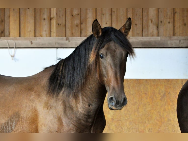 PRE Étalon 1 Année 162 cm Bai in Waldhölzbach