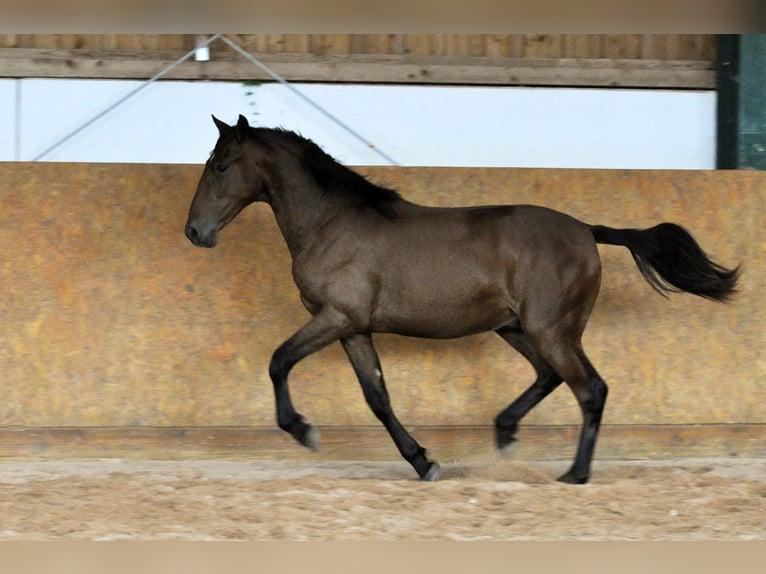 PRE Étalon 1 Année 162 cm Bai in Waldhölzbach