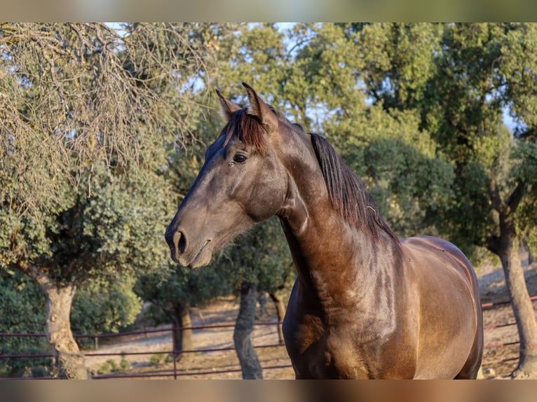 PRE Croisé Étalon 1 Année 162 cm Noir in Galaroza