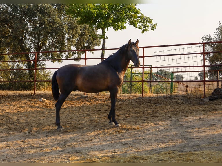 PRE Croisé Étalon 1 Année 162 cm Noir in Galaroza