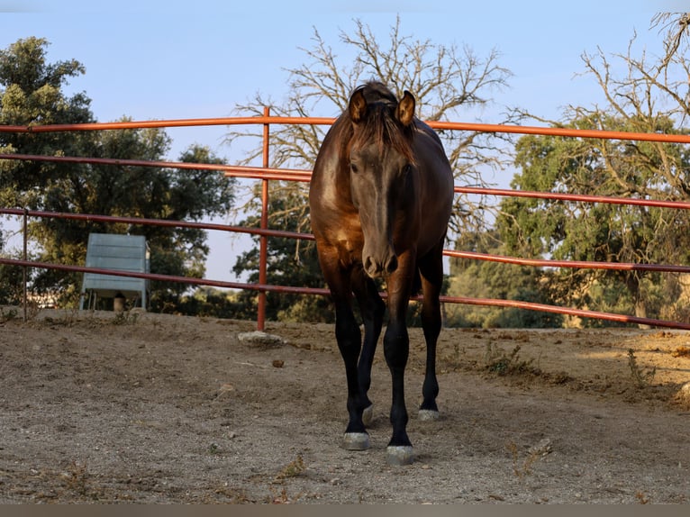 PRE Croisé Étalon 1 Année 162 cm Noir in Galaroza