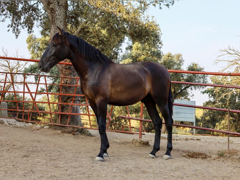 PRE Croisé Étalon 1 Année 162 cm Noir in Galaroza