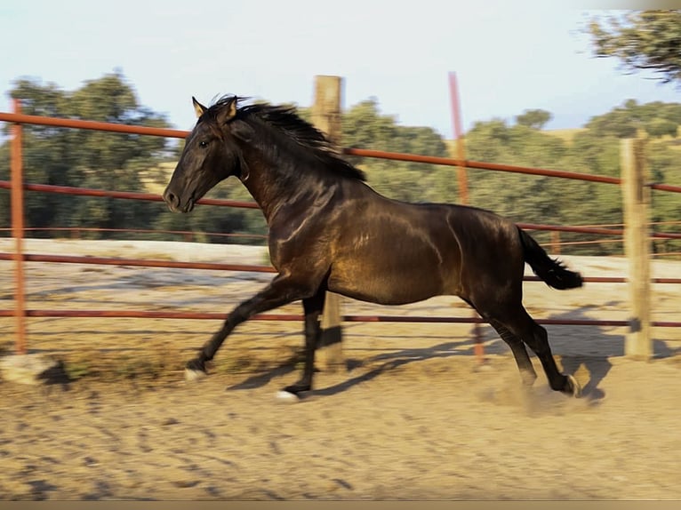 PRE Croisé Étalon 1 Année 162 cm Noir in Galaroza