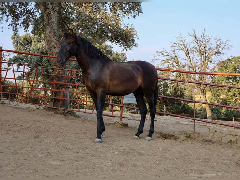 PRE Croisé Étalon 1 Année 162 cm Noir in Galaroza