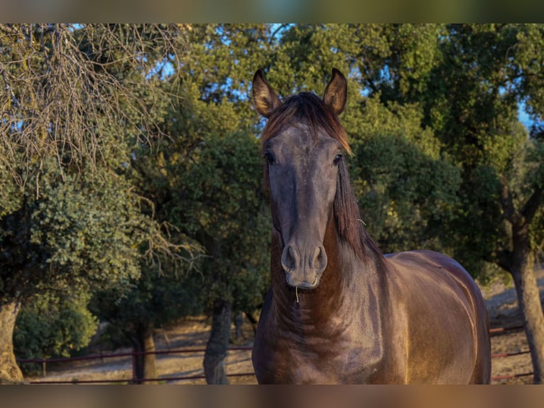 PRE Croisé Étalon 1 Année 162 cm Noir in Galaroza