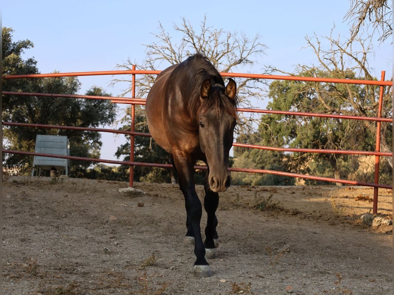 PRE Croisé Étalon 1 Année 162 cm Noir in Galaroza