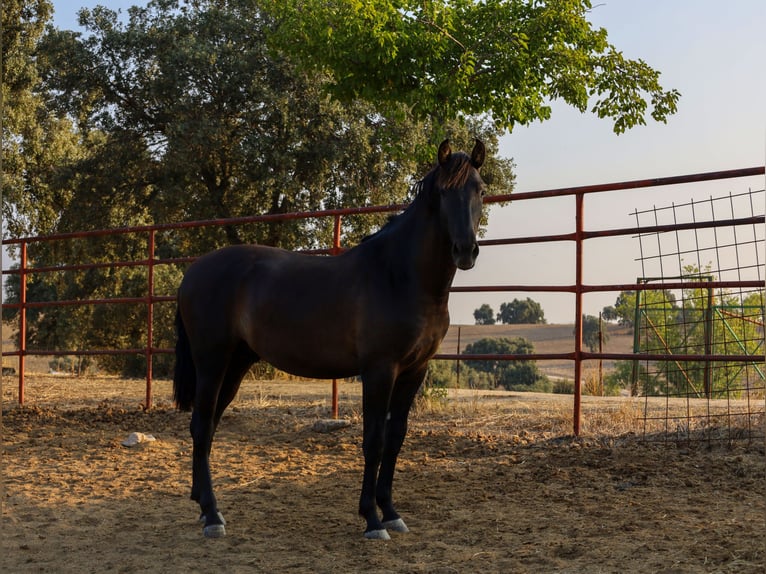 PRE Croisé Étalon 1 Année 162 cm Noir in Galaroza