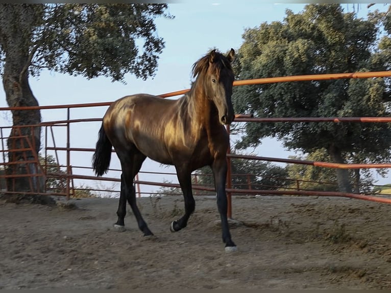 PRE Croisé Étalon 1 Année 162 cm Noir in Galaroza