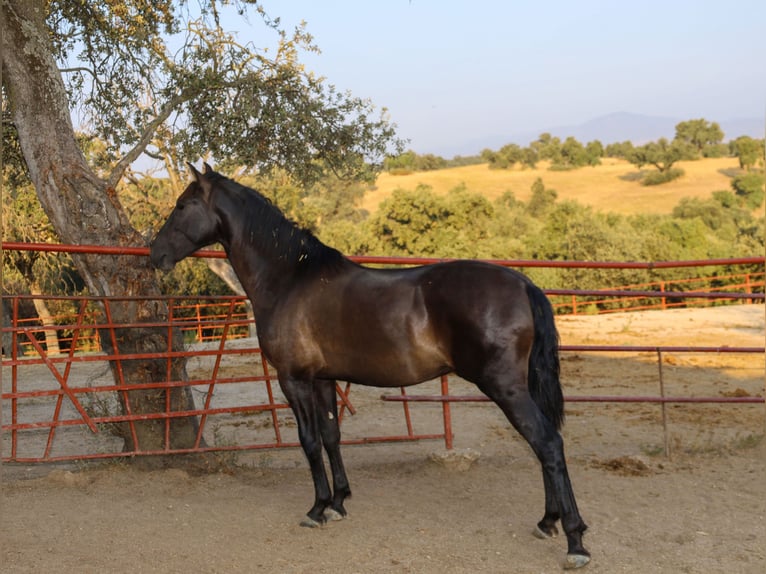 PRE Croisé Étalon 1 Année 162 cm Noir in Galaroza