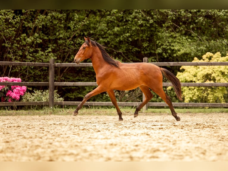 PRE Croisé Étalon 1 Année 163 cm Bai in Hümmel