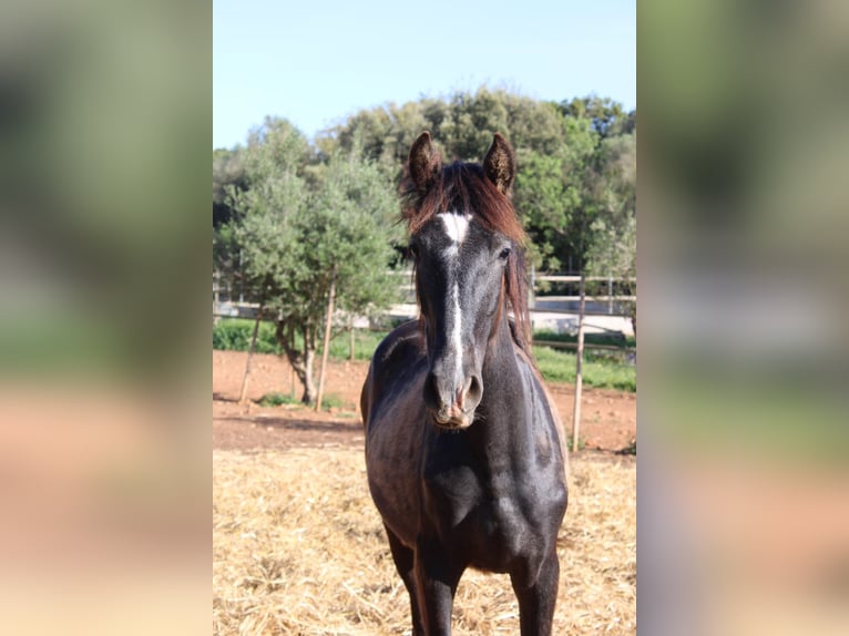 PRE Étalon 1 Année 163 cm Gris in Felanitx
