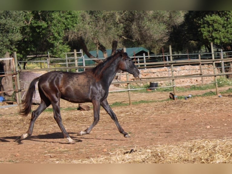 PRE Étalon 1 Année 163 cm Gris in Felanitx
