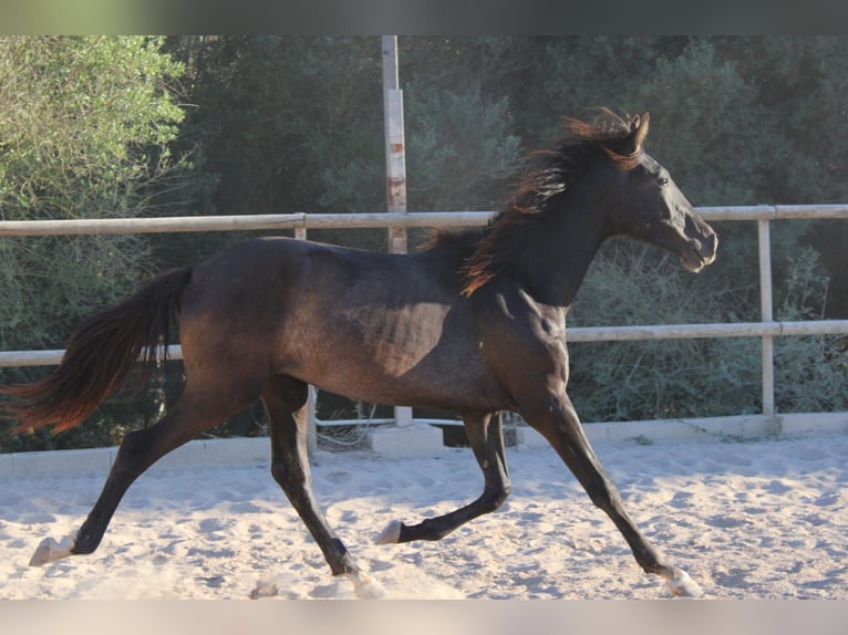PRE Étalon 1 Année 163 cm Gris in Felanitx