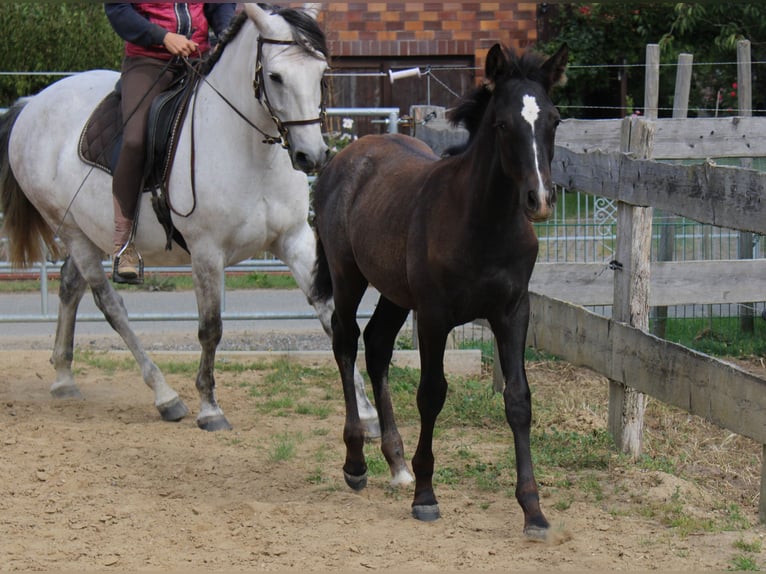 PRE Étalon 1 Année 163 cm Gris in Rerik OT Russow